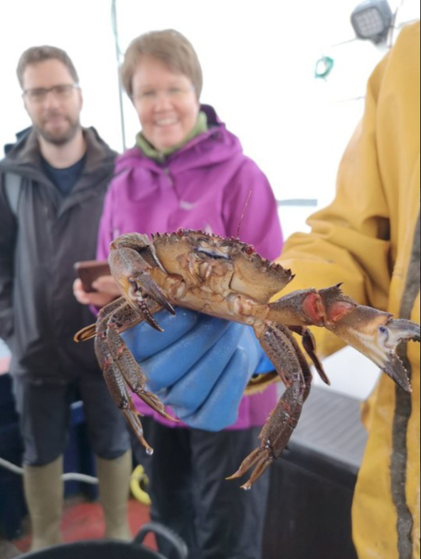 a live crab on a fishing boat