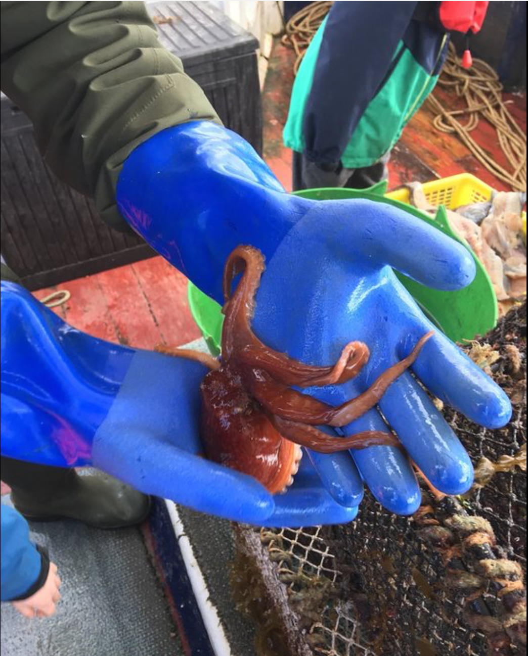 shellfish safaris