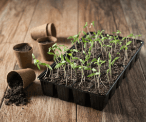 Seed Swap