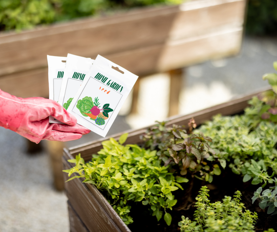 Seedlings in a Growing Bed
