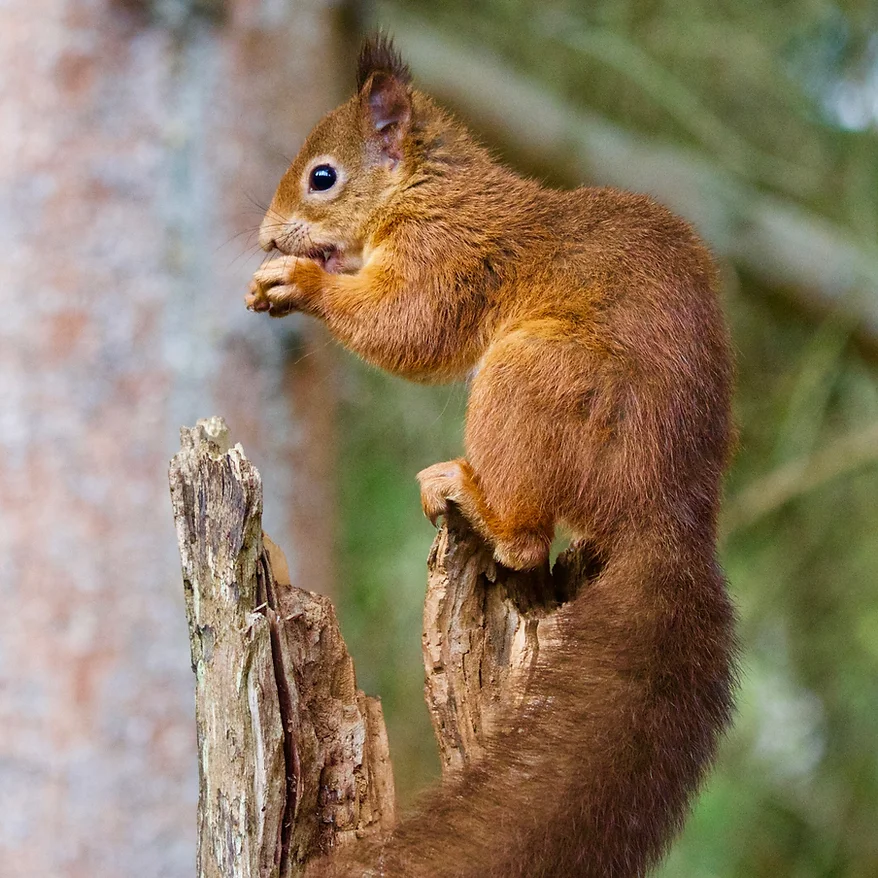 Red Squirrel