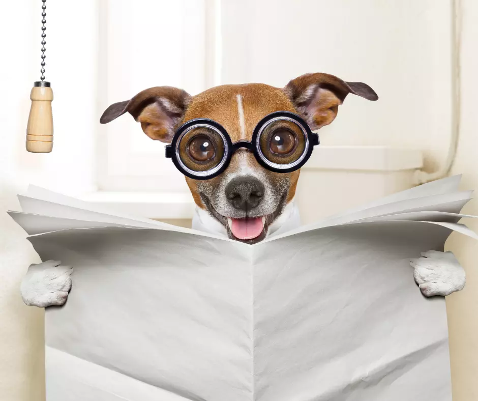 Keeping public toilets open: because we all need a comfy spot to check out the news.